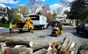 Trusted Deer Park, WA Tree Services Experts